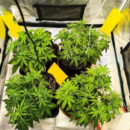 Pineapple express/ Bruce banner 2K26