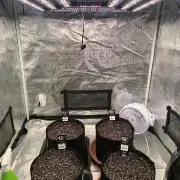 Pineapple express/ Bruce banner 2K26