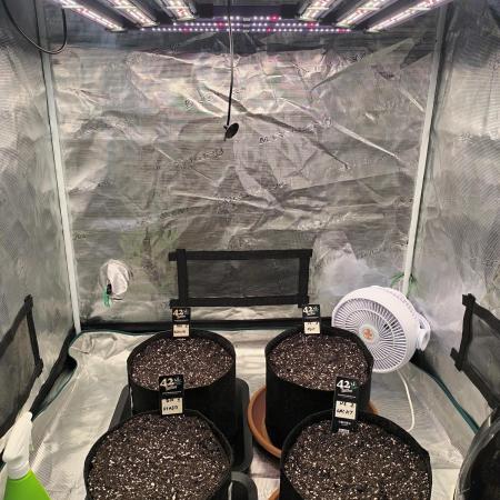 Pineapple express/ Bruce banner 2K26