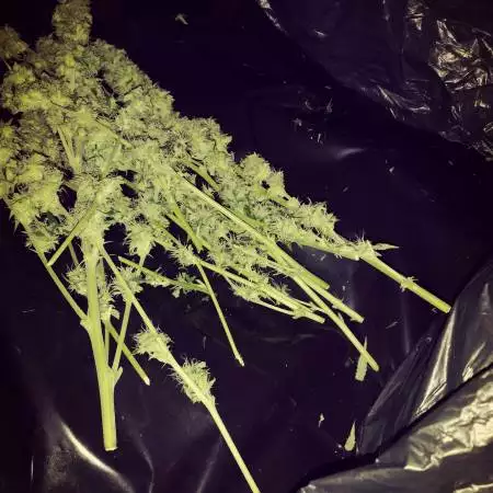 First LED Grow