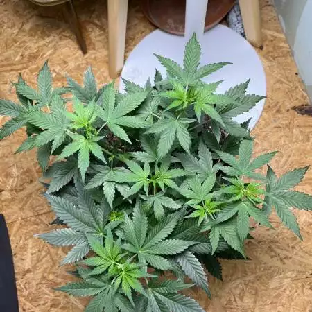 Northern Light Auto: Indoor/Outdoor