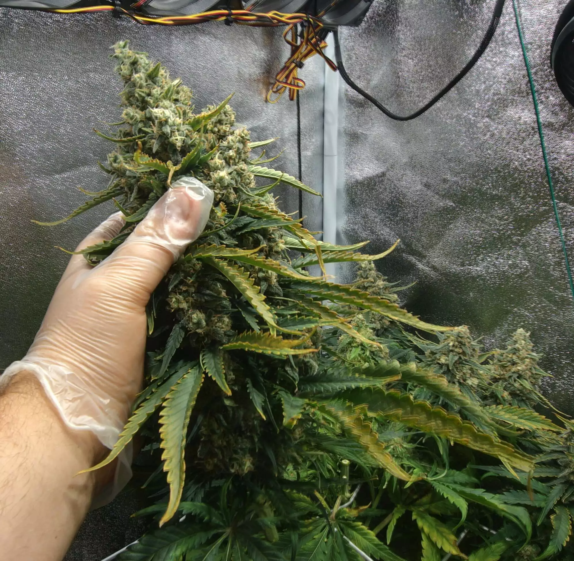 How many plants 60x60x160 grow question by OGRasclartgee ...