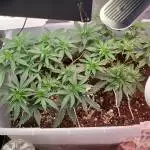 Slow and short grow