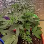 Superbud - PYOM18