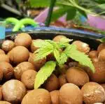 Superbud - Cream Cookies #Hydro