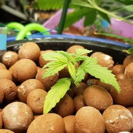 Superbud - Cream Cookies #Hydro