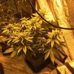 Gorilla zkittles - 