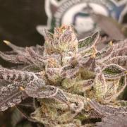 Candy breath Paradise seeds DWC