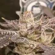 Candy breath Paradise seeds DWC