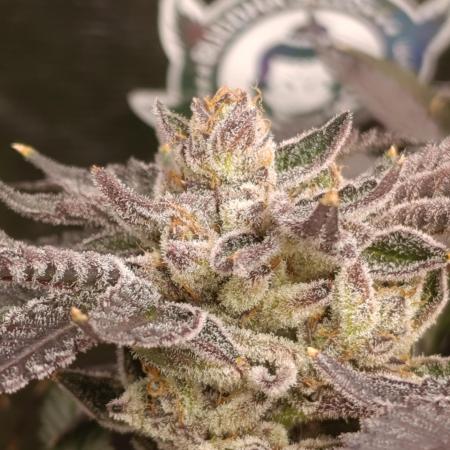 Candy breath Paradise seeds DWC