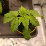 Eternity Grow cup 2026 /Sticky broccoli