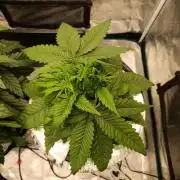 Smashberry Fumez Anesia DWC