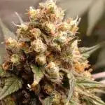 CBD Harlequin
