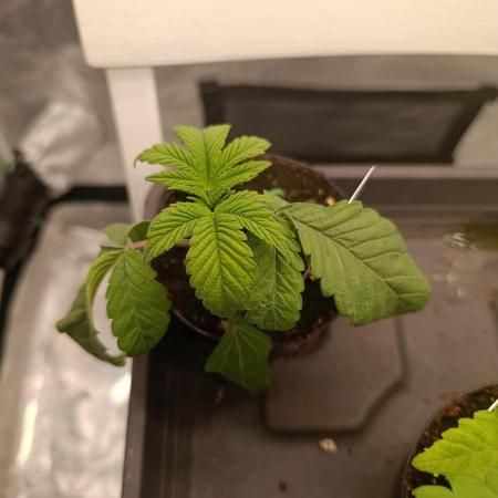 Cherry strudel Sherbisnky/Sensi seeds