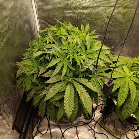 Candy breath Paradise seeds DWC