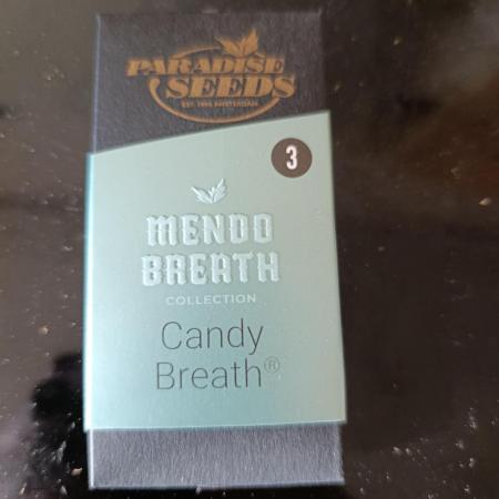 Candy breath Paradise seeds DWC