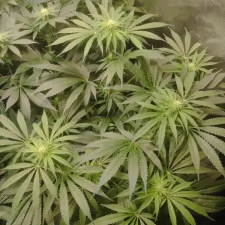 Papaya Zoap F1 Fast Version / Sweet seeds