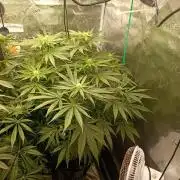 Smashberry Fumez Anesia DWC