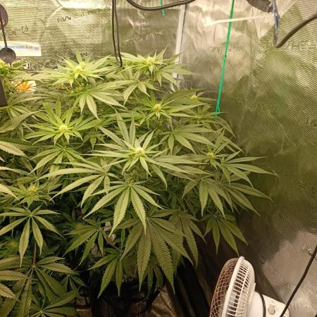 Smashberry Fumez Anesia DWC