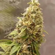 Eternity Grow cup 2026 /Sticky broccoli
