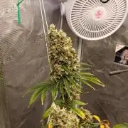 Eternity Grow cup 2026 /Sticky broccoli