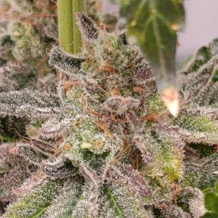 Anesia seeds/ "nd time "Red banana pudding" the best strain weed i ever tried .."😁