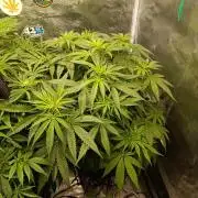 Smashberry Fumez Anesia DWC