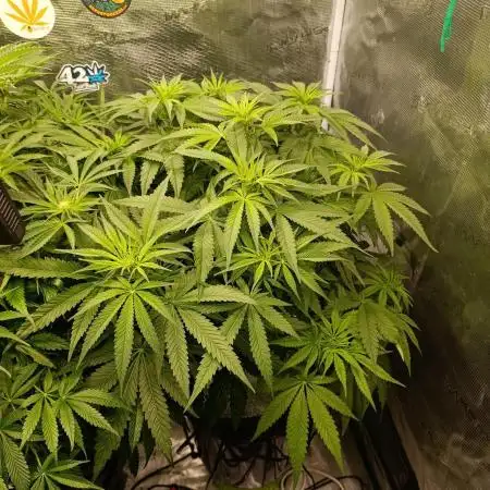 Smashberry Fumez Anesia DWC