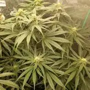 Smashberry Fumez Anesia DWC