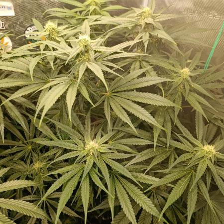 Smashberry Fumez Anesia DWC