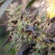 Delimed CBD plus/Sweet CBD  Frambolesco