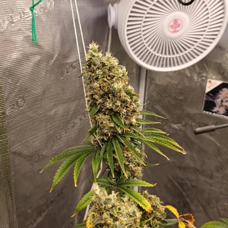 Eternity Grow cup 2026 /Sticky broccoli