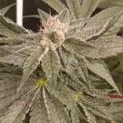 Candy breath Paradise seeds DWC