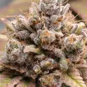 Malasana cookies/Exotic seeds