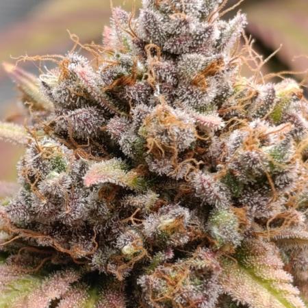 Malasana cookies/Exotic seeds