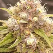 Malasana cookies/Exotic seeds