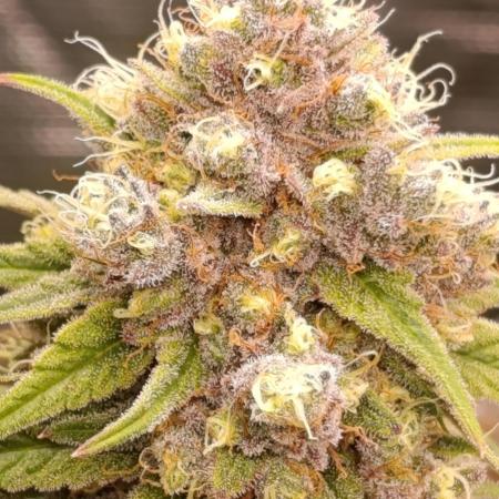 Malasana cookies/Exotic seeds