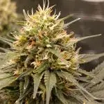 CBD Harlequin pheno 2