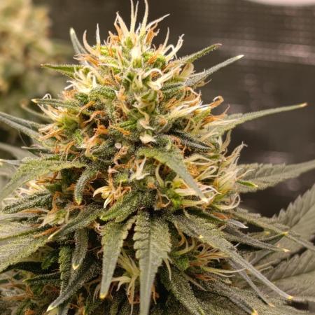 CBD Harlequin pheno 2