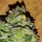 Melonade Runtz / Dutch passion
