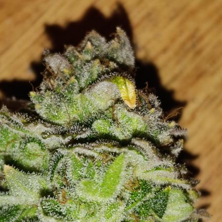 Melonade Runtz / Dutch passion