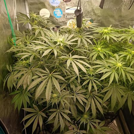 Candy breath Paradise seeds DWC