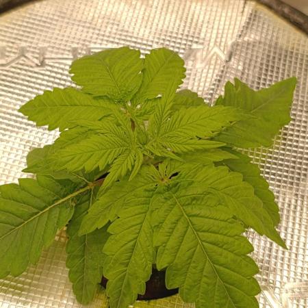 Smashberry Fumez Anesia DWC