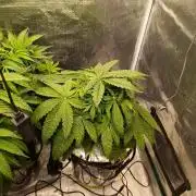 Smashberry Fumez Anesia DWC