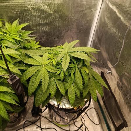 Smashberry Fumez Anesia DWC