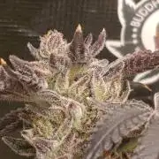 Candy breath Paradise seeds DWC