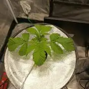 Candy breath Paradise seeds DWC