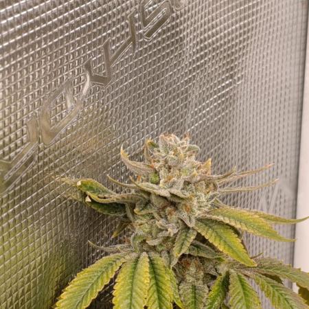 Melonade Runtz / Dutch passion