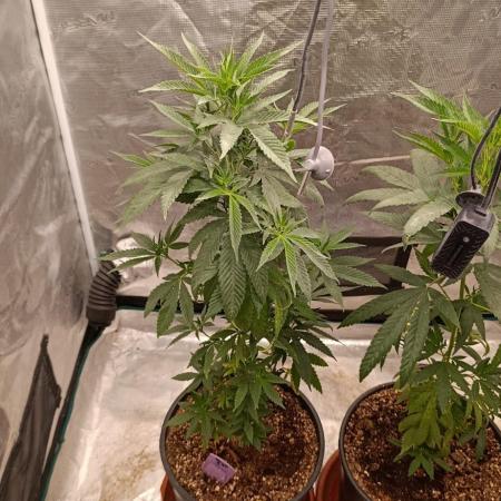 Delimed CBD plus/Sweet CBD  Frambolesco