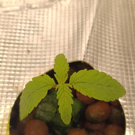 Smashberry Fumez Anesia DWC